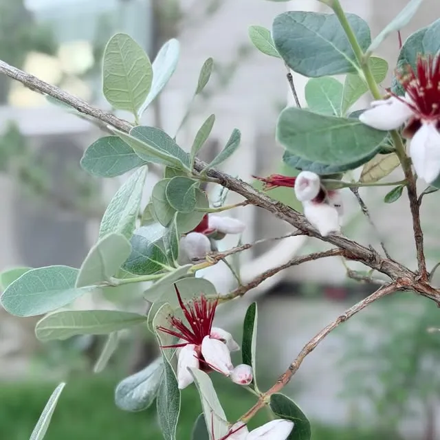 植栽工事で提案しているフェイジョアの花